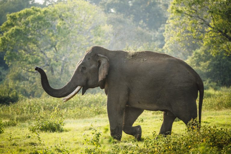 Elephant Charges Crowd at Sri Lanka Hindu Festival, Injuring Thirteen