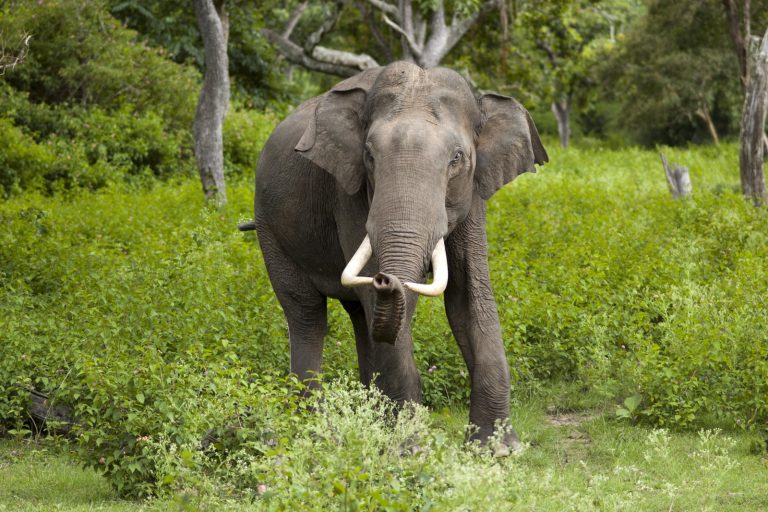 Asian Elephant Injures 13 at Sri Lanka Festival