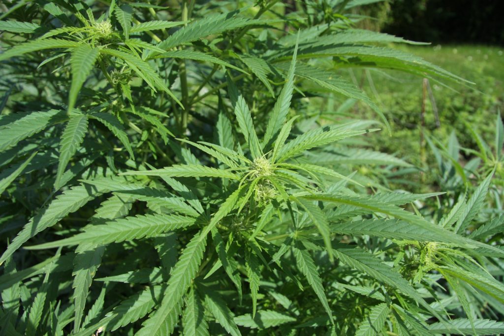 Thailand Halts Commercial Cannabis Cultivation