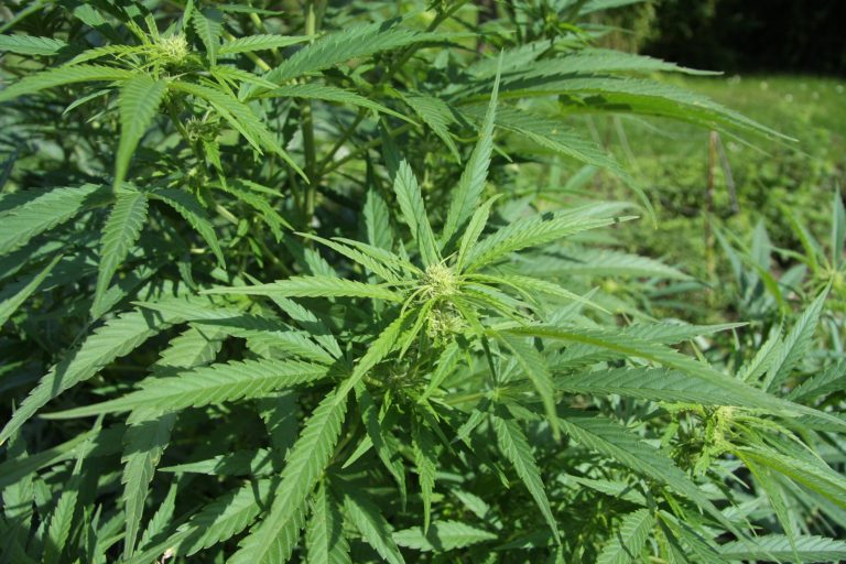 Thailand Halts Commercial Cannabis Cultivation