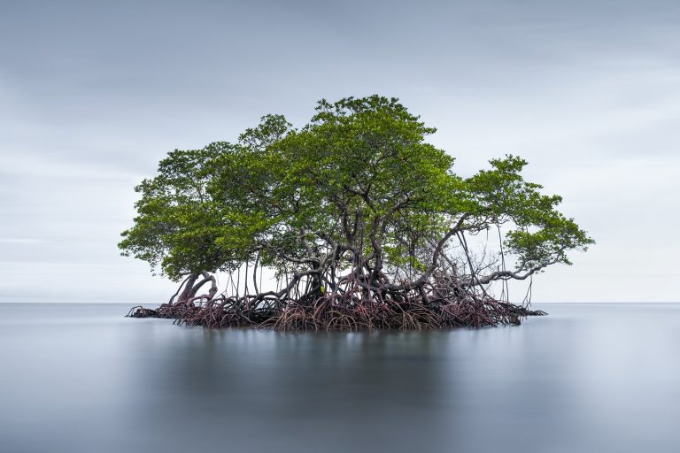 Brunei Aims to Lead Regional Blue Carbon Credit Market
