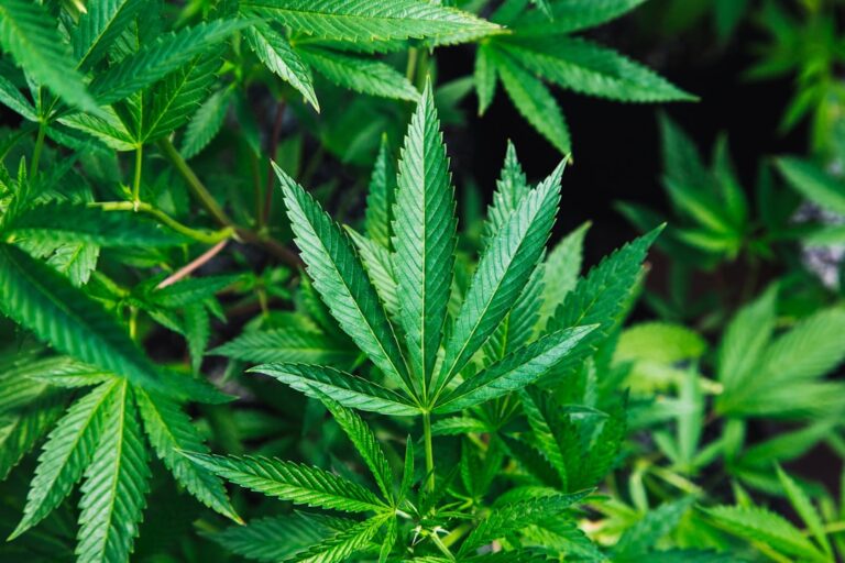 Thailand Abruptly Halts Commercial Cannabis Industry Amid Health Concerns Suddenly