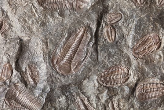 Thai Researchers Name New Dinosaur Species Largest in Southeast Asia Thai Researchers Name New Dinosaur Species Largest in Southeast Asia
