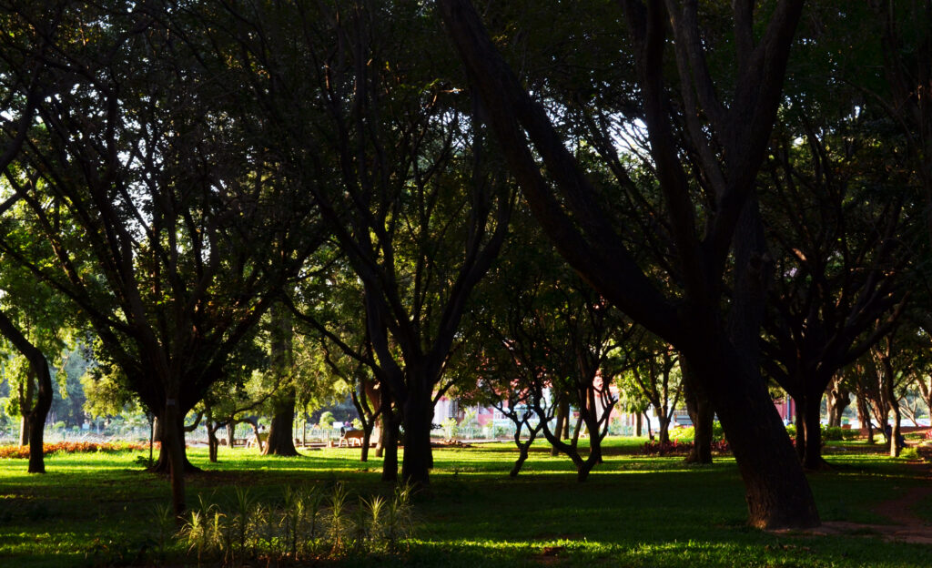 Cubbon Park