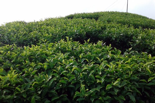 Nepal’s new IP bill would legally protect region-specific products like Ilam tea.
