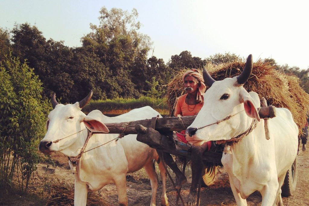 Gandasi: Agrarian Tool Used as Weapon in Indian Rural Violence