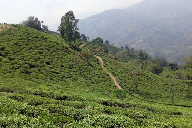 Nepal’s 1965-era IP law faces rewrite with new geographical indications