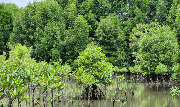 Malaysia Boosts Coastal Conservation With Mangrove Restoration Efforts