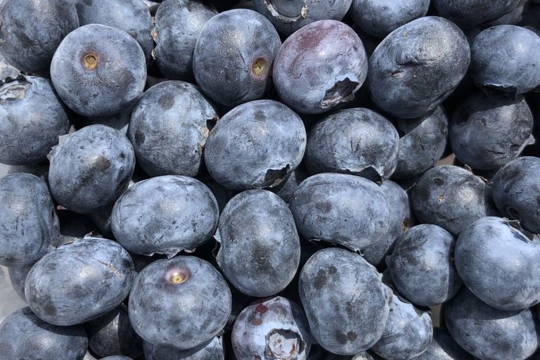 Driscoll’s Expands Proprietary Blueberry Varieties To Chinese Growers