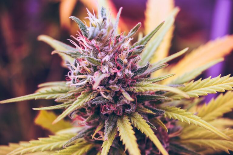 Thailand Reverses Course, Bans Recreational Cannabis After Two Years