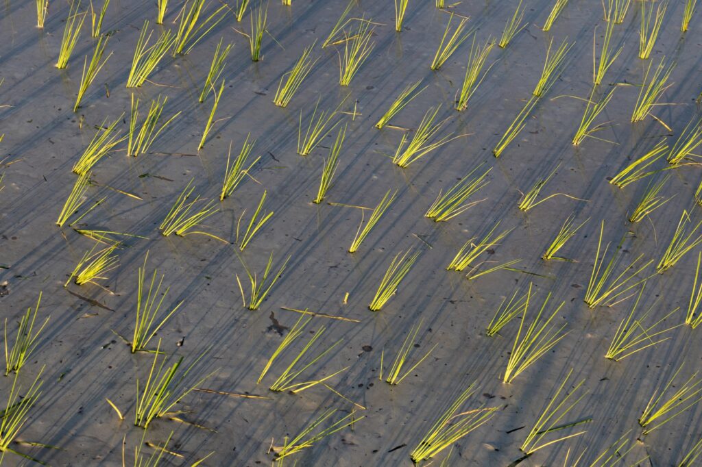 Regrowing Without Reseeding: How Perennial Rice Eliminates Plowing