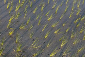 Regrowing Without Reseeding: How Perennial Rice Eliminates Plowing