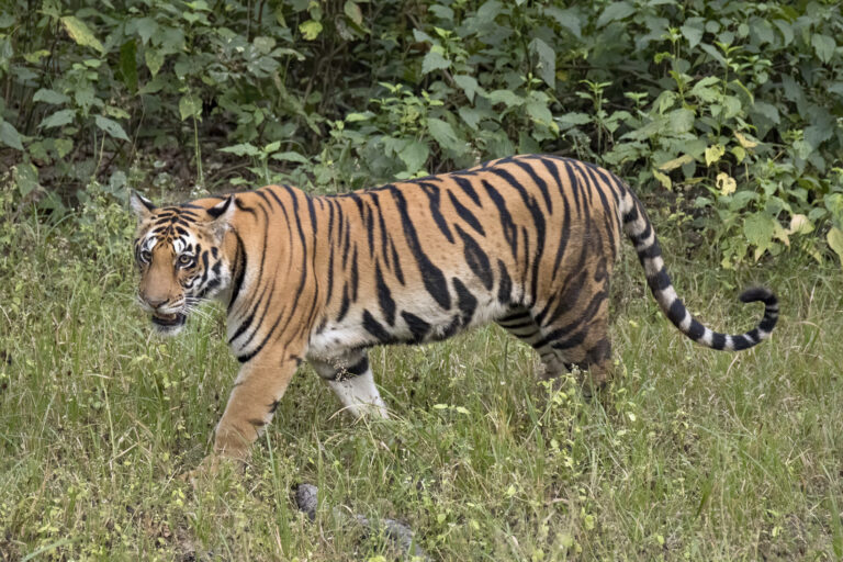 Southeast Asia: Fewer Than Half of Tiger Trafficking Arrests Result in Convictions, Report